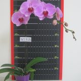 Phal. 3H Farm "AAM2641D"：圖片 2