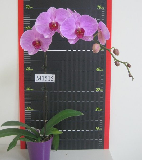 Phal. 3H Farm "AAM2641D"：圖片 2