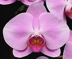 Phal. Unimax Angel Love "CL857"