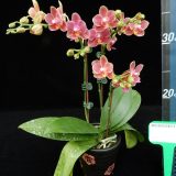 Phal. Younghome Winnie "366"：圖片 2