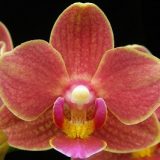 Phal. Younghome Winnie "366"