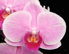 Phal. Younghome Pink Panther "593"