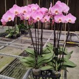 Phal. Da Shyang "1796"：圖片 2