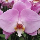 Phal. Da Shyang "1796"