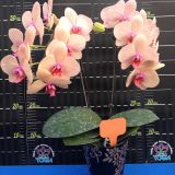 Phal. Da Shyang Holiday：圖片 2