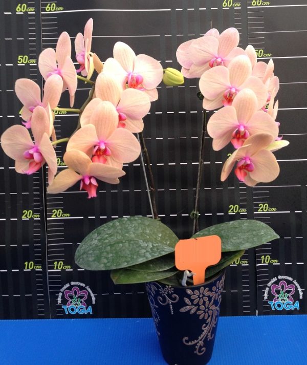 Phal. Da Shyang Holiday：圖片 2