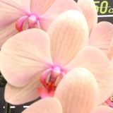 Phal. Da Shyang Holiday