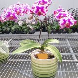 Phal. Da Shyang Lighten：圖片 2