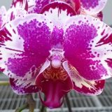 Phal. Da Shyang Lighten