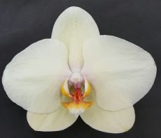 Phal. Gan Lin "1069"