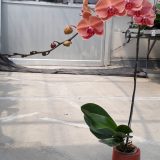 Phal. Taida Orange Queen X Phal. Fuller's Sunset：圖片 2