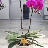 Phal. Da Shyang Red Crow：圖片 2