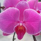 Phal. Da Shyang Red Crow