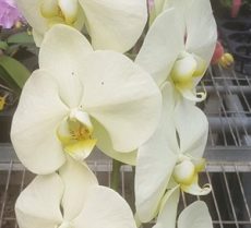 (Dtps. Sogo X Phal. Brother Rush - Dtps. Chain Xen Queen) X Phal. Emeraude