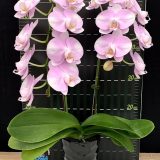 Phal. (Taisuco Bright X Zuma's Pixie) X Phal. Amabilis：圖片 2