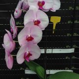 Phal. Luchia Pink X Phal. Yu Pin Beauty：圖片 2