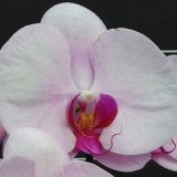 Phal. Luchia Pink X Phal. Yu Pin Beauty
