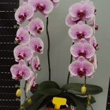 Phal. Charming Leopard：圖片 2