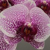 Phal. Charming Leopard