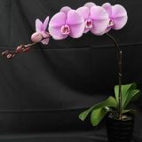 Phal. Jincheng Lover：圖片 2