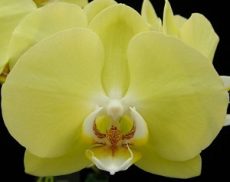 Phal. Younghome Beauty Gold "286"