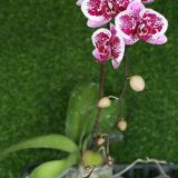 Phal. Yishing "248"：圖片 2