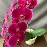 Phal. Jiuhbao Black Angel：圖片 2