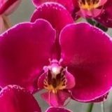 Phal. Jiuhbao Black Angel