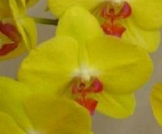 Dtps. Fuller's Sunset "2036"