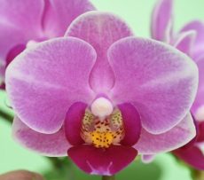 Phal. Younghome Pink Panther "385"