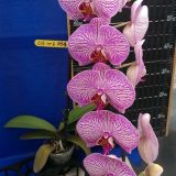 Dtps. Lianher Super Red "206"：圖片 2