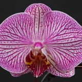 Dtps. Lianher Super Red "206"