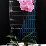 Phal. Lainher "1135-1"：圖片 2