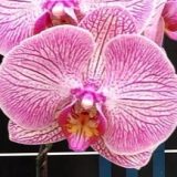 Phal. Lainher "1135-1"