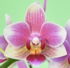 Phal. Younghome Fragrance Lover "5141"