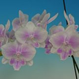 Phal. Yongli "675"：圖片 2