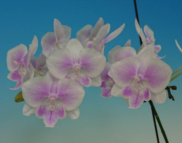 Phal. Yongli "675"：圖片 2
