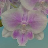 Phal. Yongli "675"