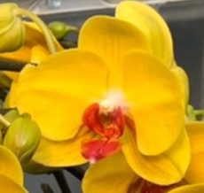 Phal. Da Shyang "129"