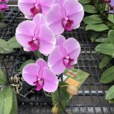 Phal. Yi Shing "266"：圖片 2