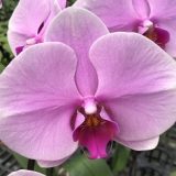 Phal. Yi Shing "266"