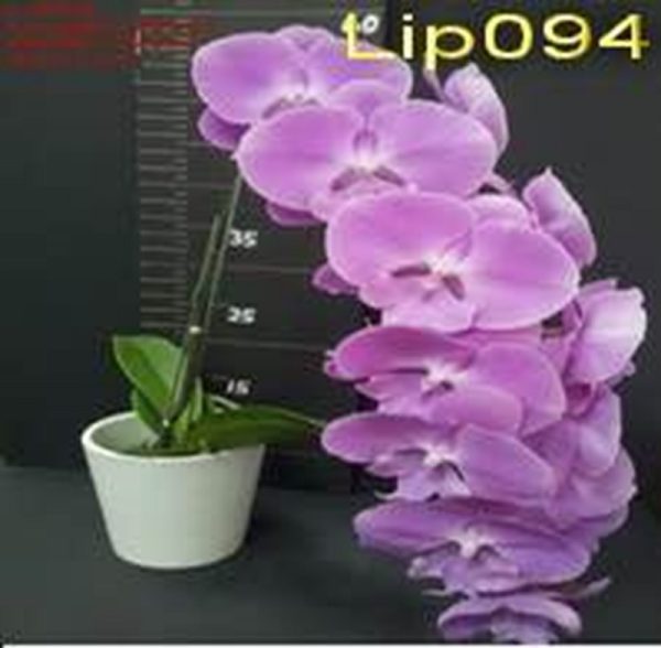Phal. Aritsan Flora Lip "094"