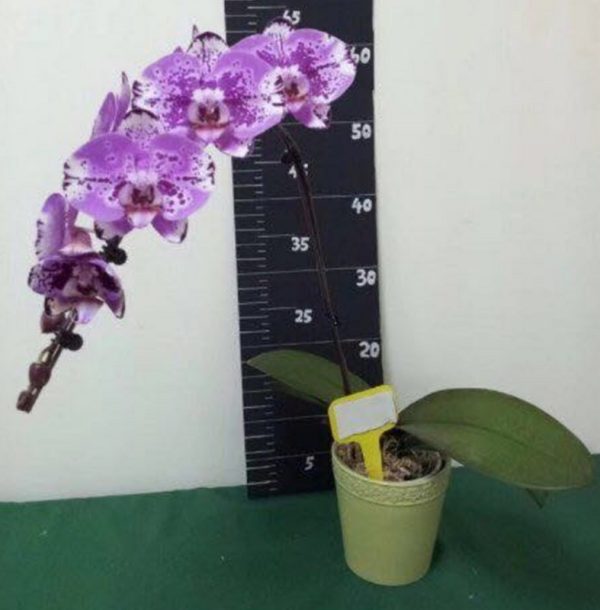 Phal. Aritsan Flora "011"：圖片 2