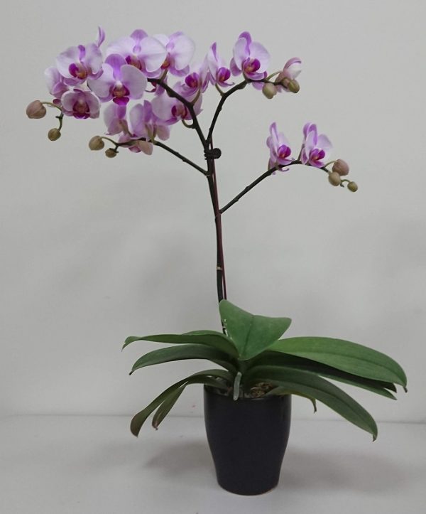 Phal. Yongli "732"：圖片 2
