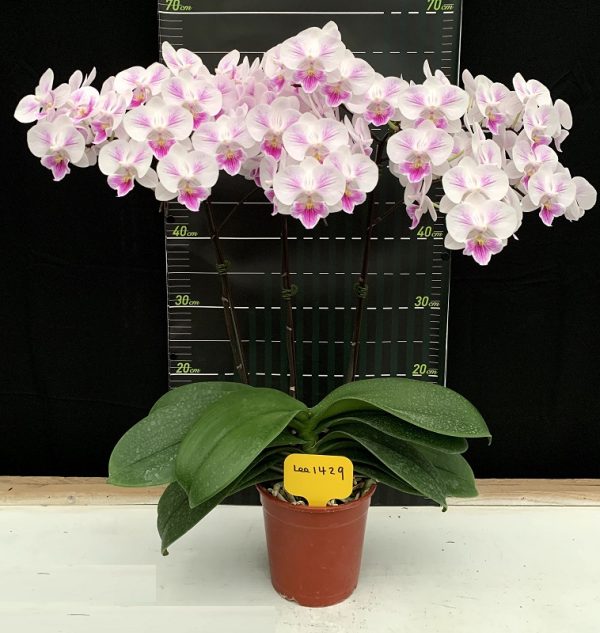 Phal. Charming Pretty Heart：圖片 2