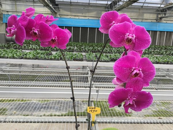 Phal. Da Shyang "1570"：圖片 2