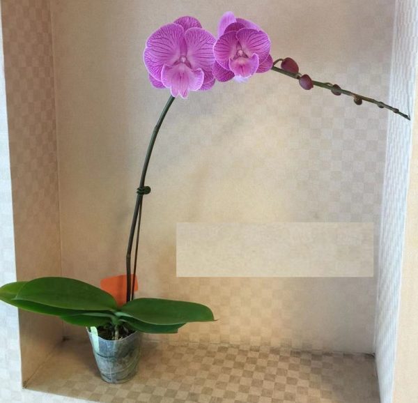 Phal. Daton "1501"：圖片 2