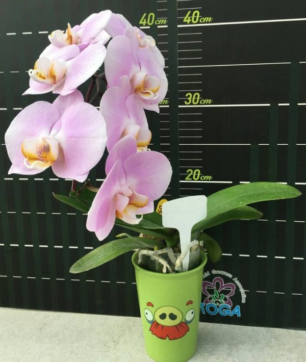 Phal. Da Shyang "1812"：圖片 2