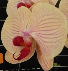 Phal. Da Shyang "1536"