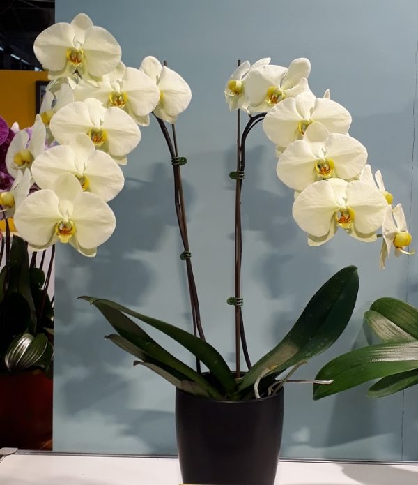 Phal. Star Green Beauty：圖片 2